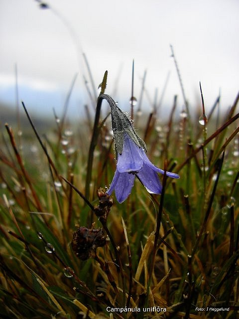 Hoegfjellsklokke 2